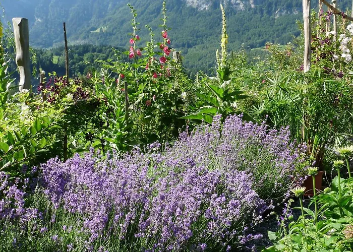 Oda ve Kahvaltı Dunkel Blaue Maus Meiringen