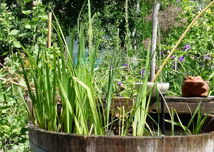 Oda ve Kahvaltı Dunkel Blaue Maus