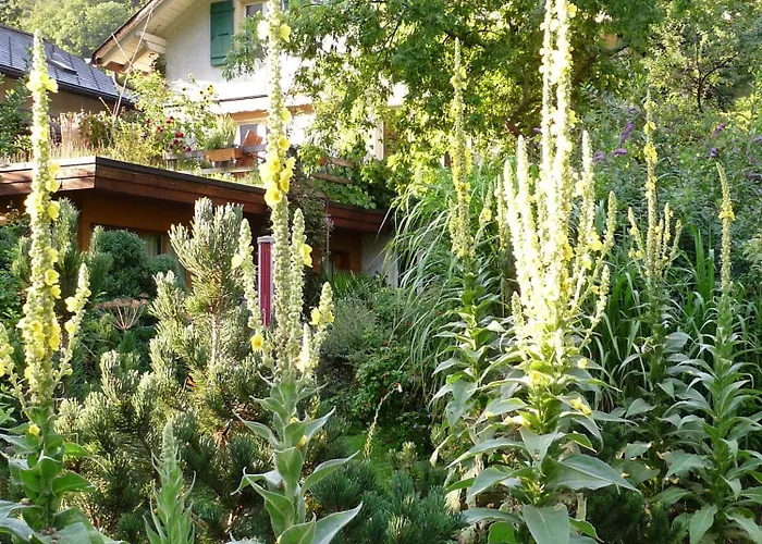 Bed & Breakfast Dunkel Blaue Maus