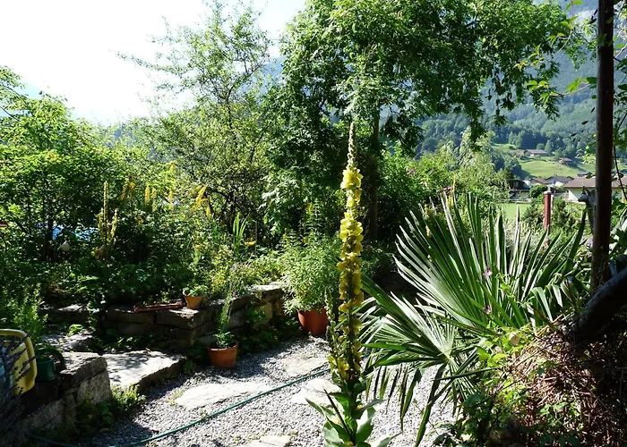 Dunkel Blaue Maus Meiringen