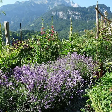 Frühstückspension Dunkel Blaue Maus Meiringen